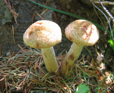 OPIENKA MIODOWA OWOCNIKI